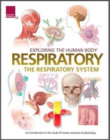Exploring the Human Body: Respiratory System